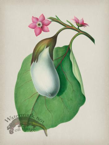 Andean Botanicals 007